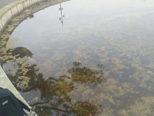 魚池